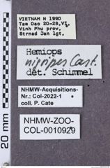 Etikette zu Hemiops flava (NHMW-ZOO-COL-0010929)